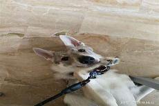 捷克狼犬厉害吗